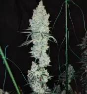 Lemon Cherry Pie R1