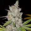 Lilac Diesel RBX2 Auto