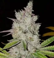 Lilac Diesel RBX2 Auto