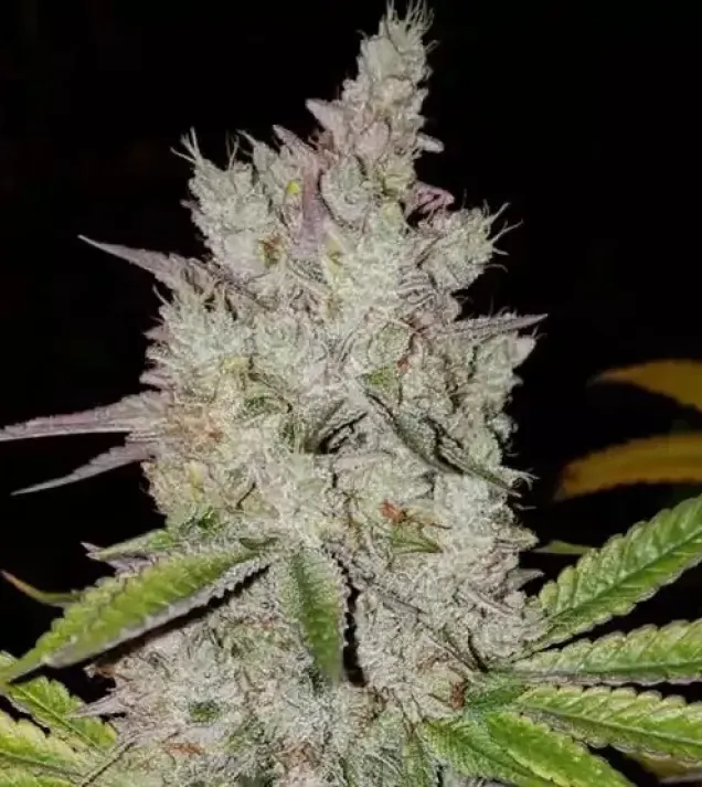 Lilac Diesel RBX2 Auto