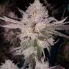 OG Kush Auto