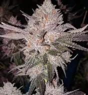 OG Kush Auto
