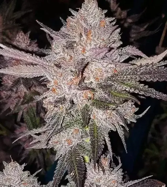 OG Kush Auto