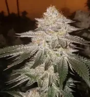 Pina RBX2 Auto