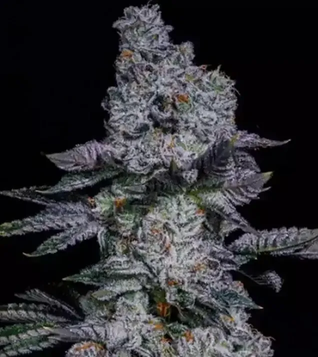 Pineapple Runtz Auto