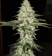Planet of the Grapes Auto