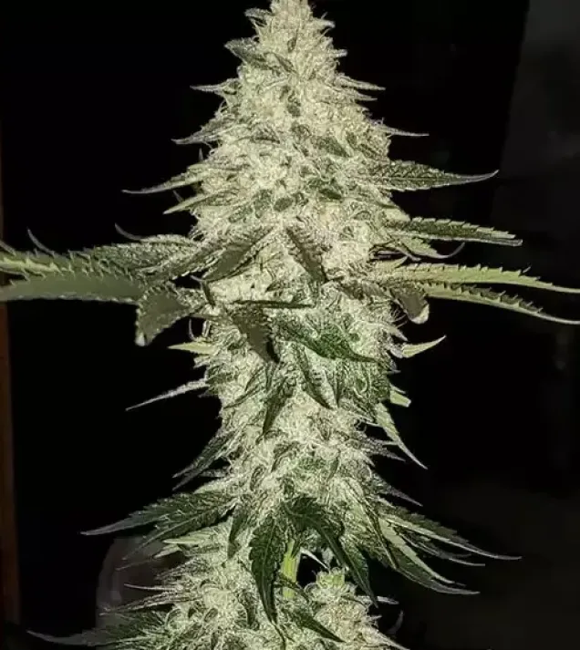 Planet of the Grapes Auto