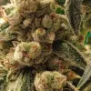 Pluto Cookies IBL Auto
