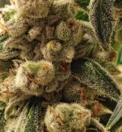 Pluto Cookies IBL Auto