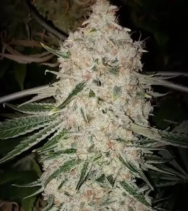 Pluto Cut RF3 Auto