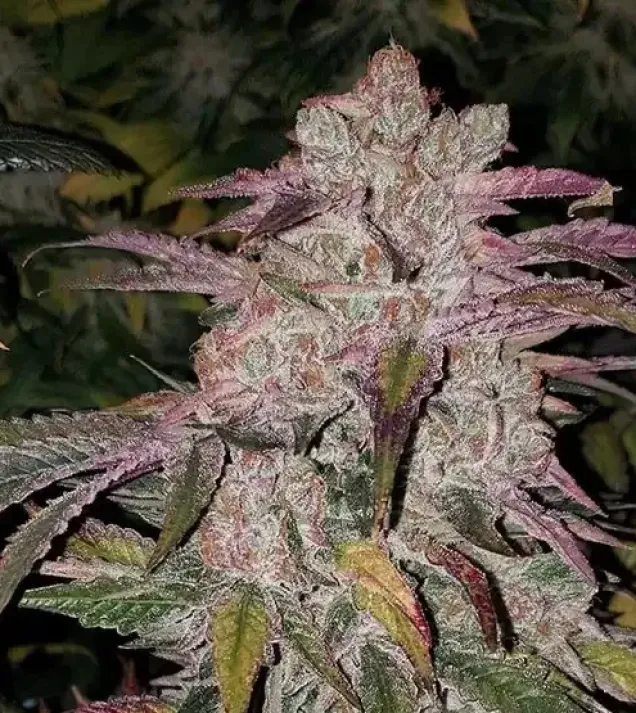 Purple Thai RBX1 Auto