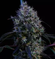 Super Lemon Haze RBX3