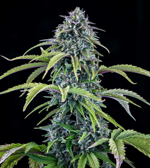 24 Carat Auto