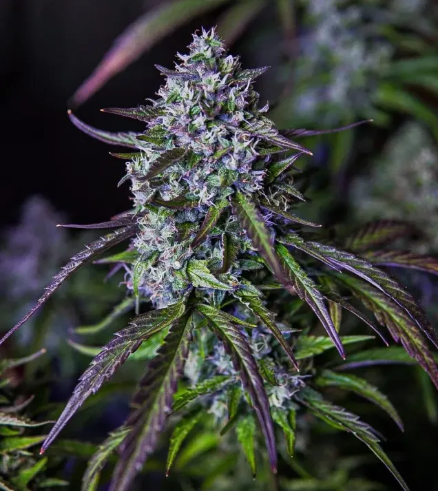 3Wok OG Auto