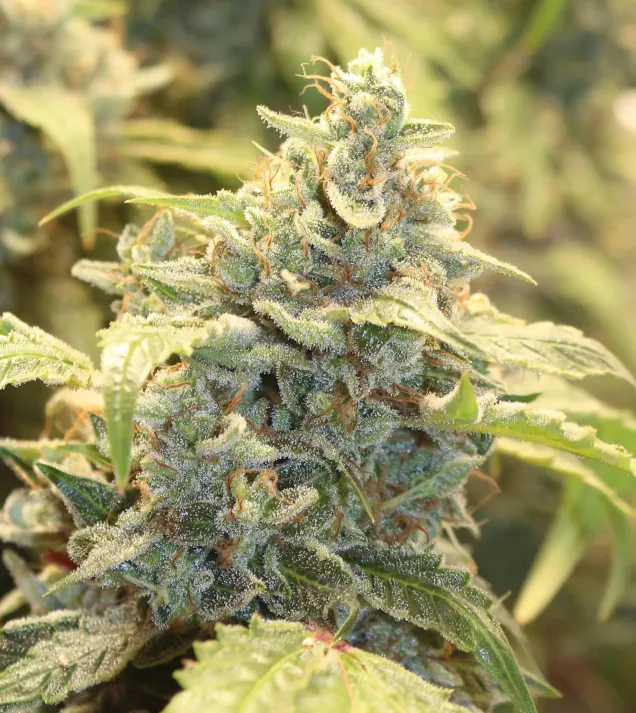 Creme-Tasmo Auto