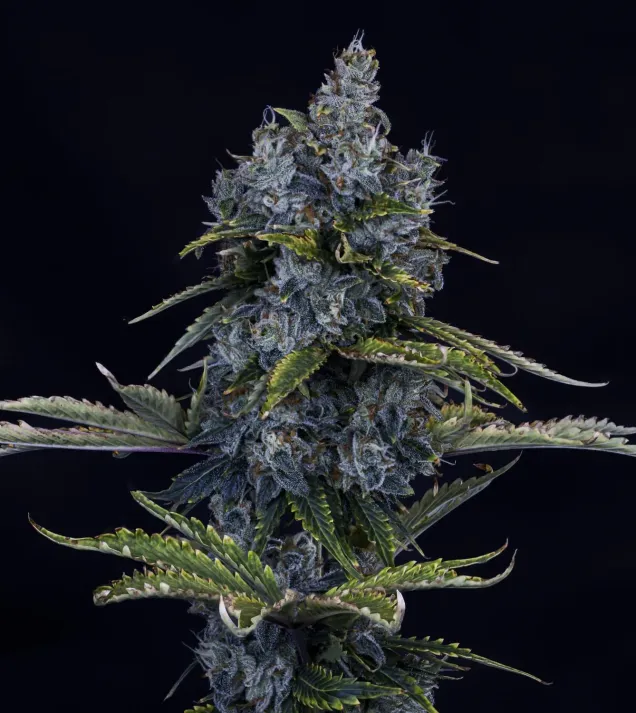 Forgotten Cookies Auto
