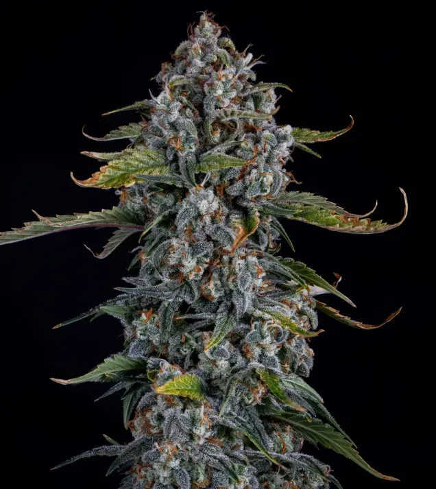 Forum Stomper Auto