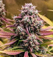 Grizzly Crinkle Auto