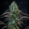 Iced 'n' Baked Auto