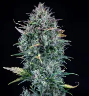 Livers Bx1 Auto