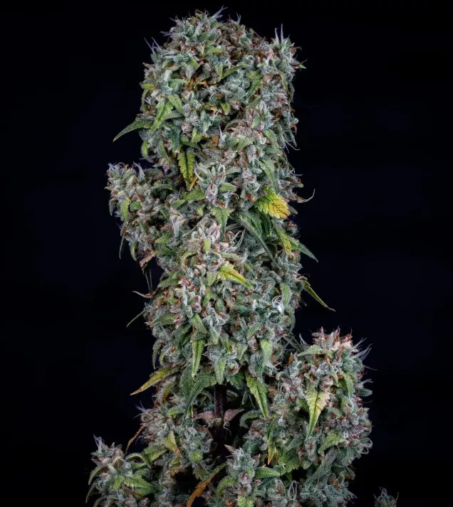 ManBearAlienPig Auto