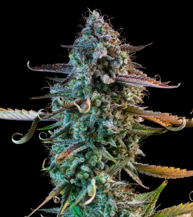 Mango Smile Auto