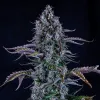 Ripley's OG Auto