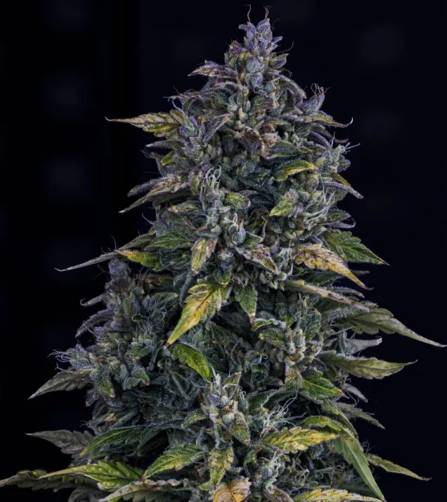 S.O.D.K Auto