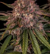 Sour Crinkle Auto