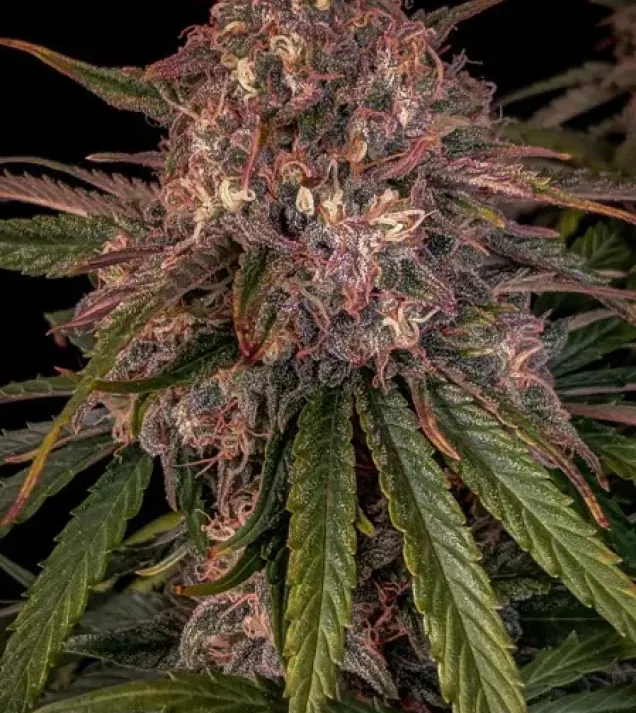 Sour Crinkle Auto