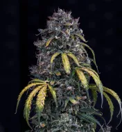 Super Orange Haze Auto