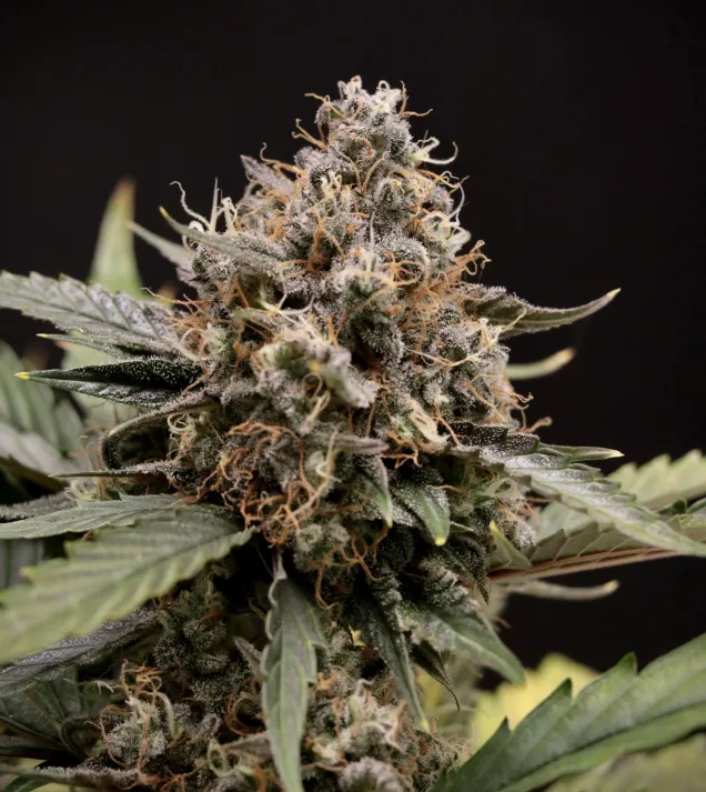 Sweet 'n' Sour Auto