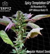 Spicy Temptation GPP Regular
