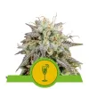 Mimosa Automatic REBAJAS