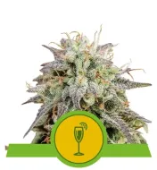 Mimosa Automatic REBAJAS