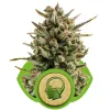 Amnesia Haze Automatic REBAJAS
