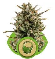 Amnesia Haze Automatic REBAJAS