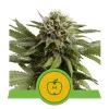 Apple Fritter Automatic REBAJAS
