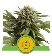 Apple Fritter Automatic REBAJAS