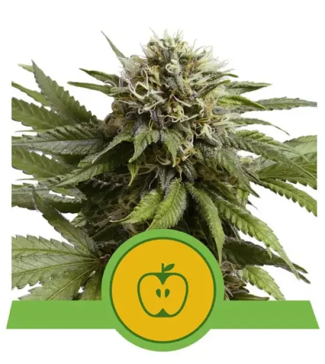 Apple Fritter Automatic REBAJAS