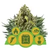Autoflowering Mix REBAJAS