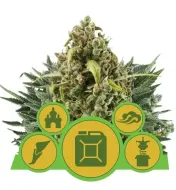 Autoflowering Mix REBAJAS