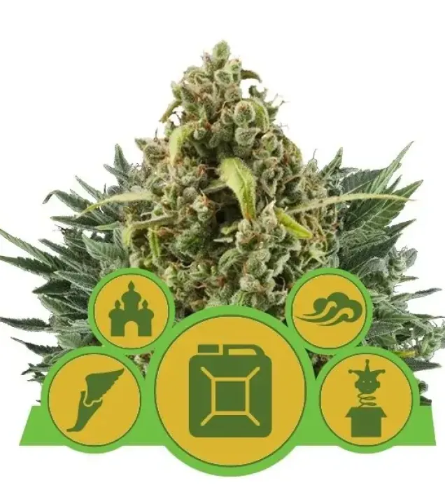 Autoflowering Mix REBAJAS