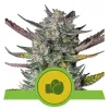 Purple Punch Automatic REBAJAS