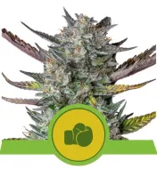 Purple Punch Automatic REBAJAS