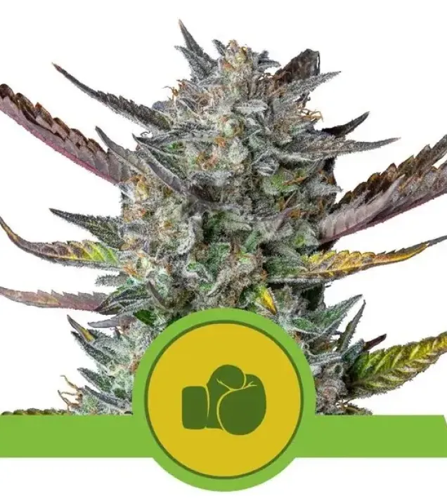 Purple Punch Automatic REBAJAS