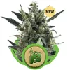 Blue Cheese Automatic REBAJAS