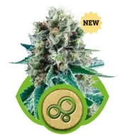 Bubble Kush Automatic REBAJAS