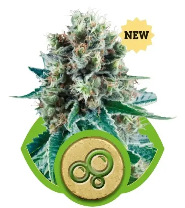 Bubble Kush Automatic REBAJAS