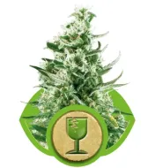 Royal Critical Automatic REBAJAS